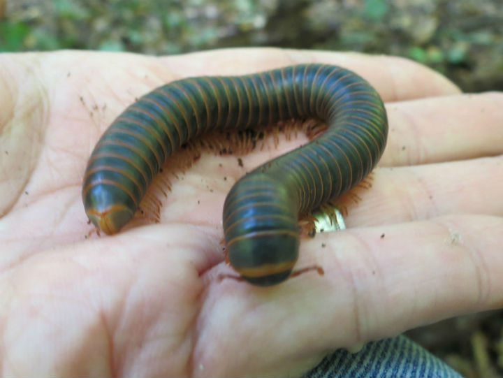 American Giant Millipede